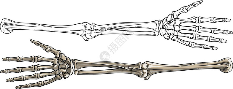 右侧距骨图形化黑白人骨手矢量设计图片