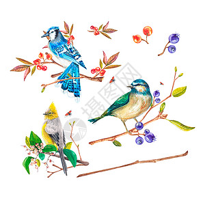 树枝画在白色背景上画水彩的鸟 冠蓝鸦 山雀 树枝上的鸟儿 水彩插图 适用于设计 纺织品 明信片 喜帖 包装 印刷背景