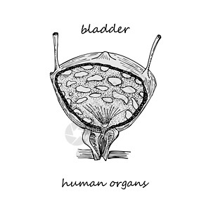 盆底肌训练Blader 在白色背景上孤立的手绘图标;人类内脏器官;雕刻艺术;Scletch风格;医疗项目设计概念;海报;生殖系统疾病插画