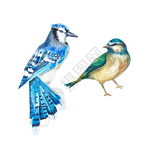 在水彩的白色背景上的两只鸟 冠蓝鸦和山雀 一组孤立的鸟 水彩插图 适用于设计 纺织品 明信片 喜帖 包装 印刷背景图片