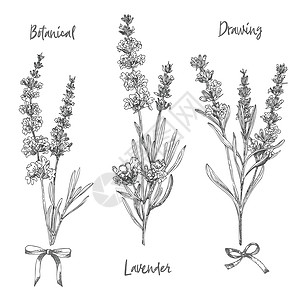 拉凡塔勒一组手画的拉凡德花和可爱弓的草图 它们被孤立在白色背景上 法国证明是浪漫的新设计概念的反向模式 天然熔化物展示植物绘画草本植物治插画