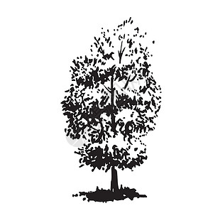 黑白画素材树黑白真实的画像 用墨水刷绘制的草图 笑声艺术公园治疗季节插图旅行手绘园艺叶子药材设计图片