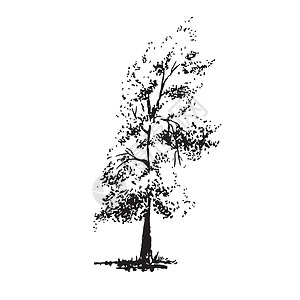 手画树 花粉 黑白真实的图像 用墨水刷画的草图高清图片