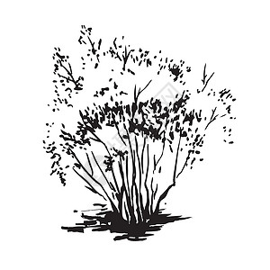 昆明森林公园黑色和白色现实图像 用墨画笔绘制的草图以及旅行手绘森林公园异国艺术园艺季节地球灌木设计图片