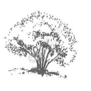 手绘腮红刷灰色阴影中的现实形象 用墨水刷画的草图灌木插图地球花园异国手绘公园情调叶子季节设计图片