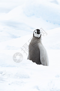 皇帝企鹅企鹅动物自然白色的高清图片