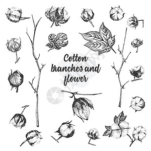 棉花手绘棉花植物的树枝 鲜花和叶子 手绘植物素描插图 雕刻风格 黑白插图生态场地艺术质量标识花束农业纺织品绘画植物学设计图片