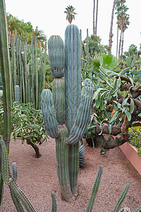 圣罗兰花园摩洛哥马拉喀什Majelle花园的仙人掌棕榈植物旅行建筑学蓝色绿色房子热带花园植物学背景