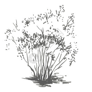 黑白画素材树灰色阴影中的现实形象 用墨水刷画的草图旅行公园植物异国手绘灌木涂鸦地球插图园艺设计图片