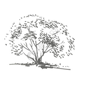 灌木园艺灰色阴影中的现实形象 用墨水刷画的草图异国地球手绘涂鸦艺术插图旅行公园花园叶子设计图片