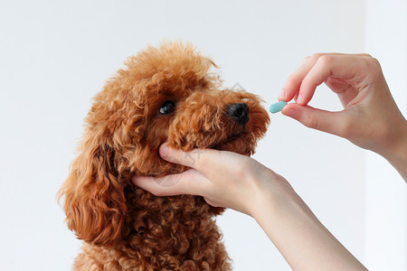 迷你兽医一只小狗 一只迷你贵宾犬 被递给一颗蓝色药丸 动物治疗 兽医 给狗吃药背景