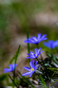 森林草原上的阿内蒙花朵高山晴天草地植物群海葵花瓣荒野背景图片