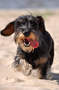 Dachshund狗跑过海滩上的沙滩背景图片