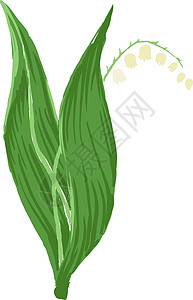 芸苔属植物春铃花 山谷草原的莉莉插图插画