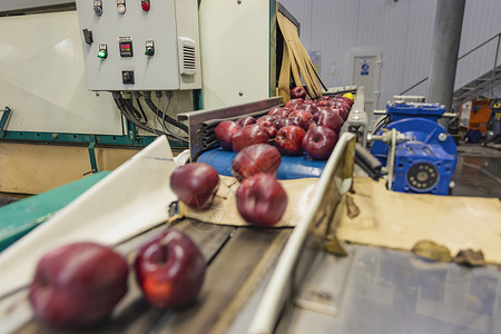 水果工厂包装线上的红苹果健康机器食物桌子贸易工厂农业成人植物水果背景