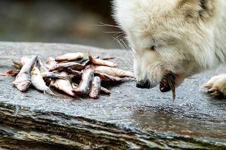 浮城谜事食用石头鱼的白北极狐峡湾草地兔兔白狐狐狸栖息地婴儿幼兽苔原冒险背景