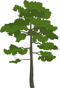 松树 高古植物 森林自然背景图片