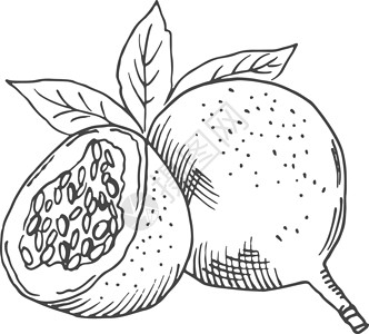 异国情调水果特异质水果雕刻 甜美美味的玉米草图插画