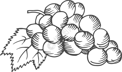 葡萄成熟了葡萄园编织 酒莓手画草图设计图片