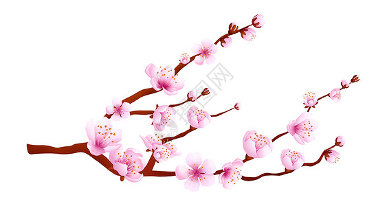 樱花鲜花圣像 带有粉红花瓣的传统日本树背景图片