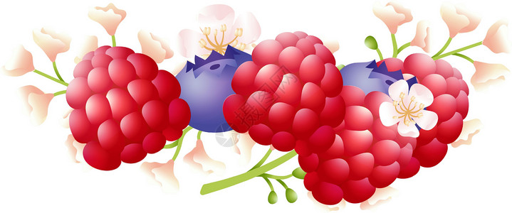 野生水果草莓和蓝莓夹着野生花的树莓插画