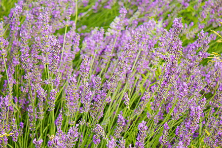 紫花田 夏花 有选择的焦点农村场地草本植物薰衣草房子植物线条香气蓝色温泉背景图片