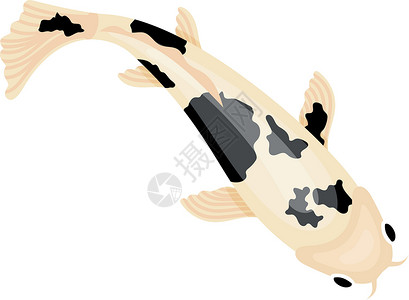 科伊海克国家保护区东湖鱼 有黑斑的科伊插画