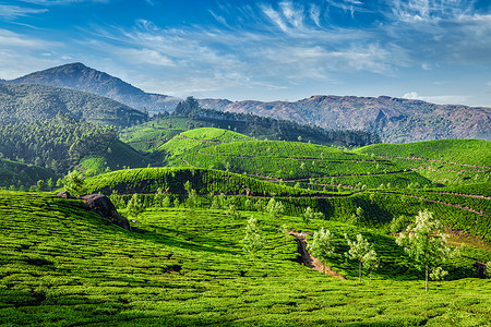 印度喀拉拉邦蒙纳尔茶叶种植园日出爬坡绿色茶园场景风景背景图片