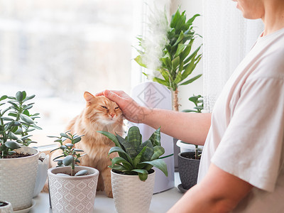 男人抚摸可爱的姜猫 室内植物中的超声波加湿器 窗台上有多肉植物的花盆 水蒸汽滋润家中干燥的空气 电动设备和毛茸茸的宠物器具树叶日背景图片