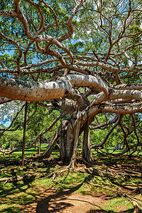 阿玛考德佩拉本杰明树背景