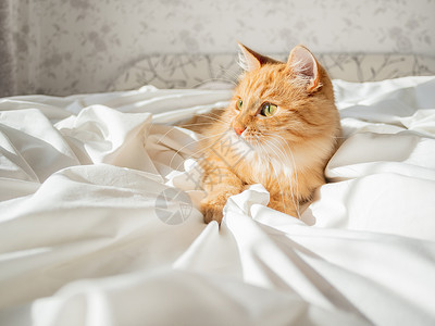 可爱的姜猫在床上躺在白麻布上 家里有毛绒宠物 卧室里有奇怪的家畜背景图片