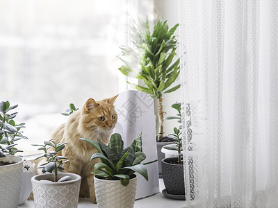 室内植物中的超声波加湿器 姜猫在窗台上有肉质植物的花盆中 水蒸汽滋润家中干燥的空气 舒适气氛的电动装置宠物爱好日光呼吸房间树叶季背景图片