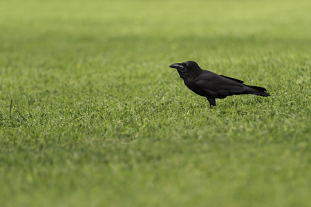 黑色的普通乌鸦或仍然站在草坪上 绿草短高清图片