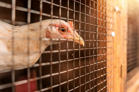 在里昂斗鸡场的竞技场上 被锁在笼子里 跟鸡鸡饲养员母打架背景图片
