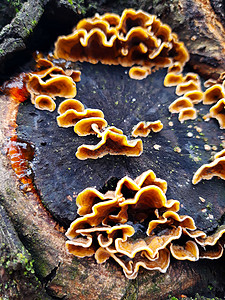 树上树干上的蘑菇胶布背景图片
