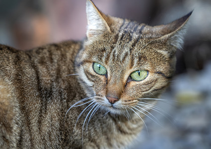 绿眼睛猫花园里绿眼睛的野猫美人肖像虎斑猫科猫咪小猫生活公园毛皮动物头发荒野背景