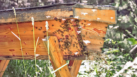 聚能蜂窝内胆耕种有飞蜜蜂聚地的木制蜂房背景