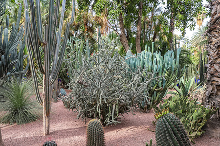 圣罗兰花园摩洛哥马拉喀什Majelle花园的仙人掌旅行建筑学热带旅游绿色蓝色棕榈植物学花园房子背景