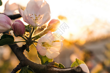 苹果在灿烂的金色阳光下绽放 迷人的白色花瓣在绿叶中绽放 惊人的苹果开花在庭院里 令人愉快的树花开花背景