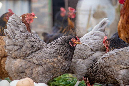先有鸡还是先有蛋鸡鹅和鹅在农场 蛋在碗里 有选择性的焦点动物母鸡背景小鸡家畜院子动物群花园农村公鸡背景