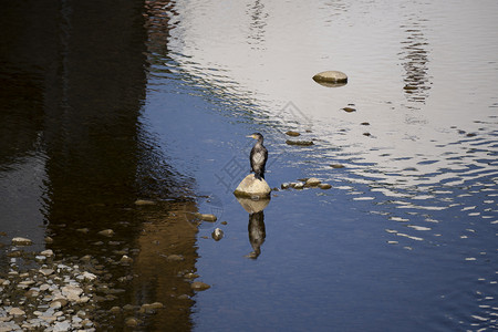 戴帽子小丑鸭巴斯克州奥罗佐科日落时 一只马斯科维鸭在靠近海岸的一块岩石上徘徊作品动物羽毛摄影阳光池塘栖息森林脊椎动物叶子背景
