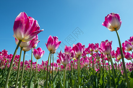 春天在荷兰农村露花的花灯泡从荷兰流出花田农业球根郁金香季节出口园艺场地文化植物背景图片