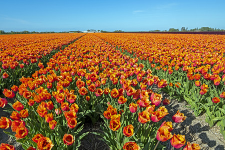 春天来自荷兰的乡下黄花灯泡在春春开来球根场地植物花卉风景农村出口树叶旅游农田背景图片