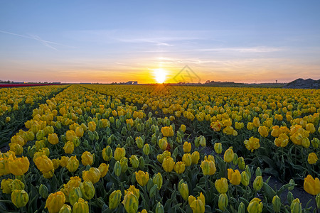 春天来自荷兰的乡下黄花灯泡在春春开来树叶园艺生长农村植物群球根郁金香农业花朵植物背景图片