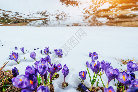 融雪中的春花红花花园生长野花花瓣灯泡生活植物草地植物群图片