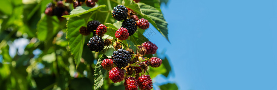 黑莓树食物收成高清图片