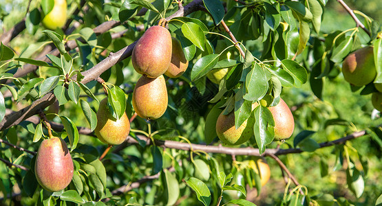 在梨树上生长的梨梨 梨园选择性重点植物园艺农业叶子饮食收成农场水果果园小吃背景图片