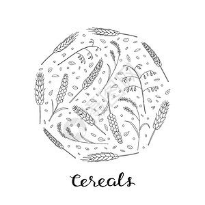 燕麦谷类手画了圆形谷物和谷类的轮廓设计图片