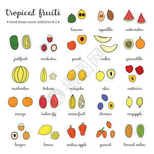 人心果手工提取的热带水果产品市场桂圆收成食物雕刻可可橙子菠萝蜜西瓜插画