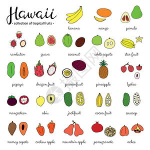 夏威夷的热带果实菠萝蜜可可绘画食物香蕉热情市场椰子星星山竹插画
